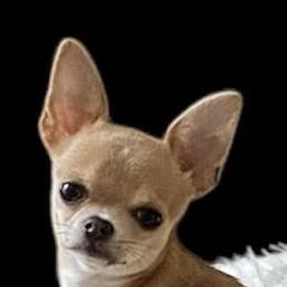 Gypsy - Chihuahua