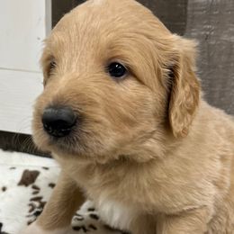 Firecracker F1 ICA Apricot boy - Apricot male Pyredoodle puppy in Prescott, Washington from Washington Bernedoodles & Pyredoodles