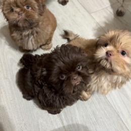Shih Tzu Puppies from Mosley Kennel Shih Tzu