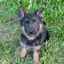 Pink Collar - Amelie - Black and red female German Shepherd puppy in Augusta, West Virginia from Cricket Hollow Canines