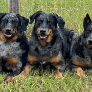Beaucerons from RiverRim Beaucerons