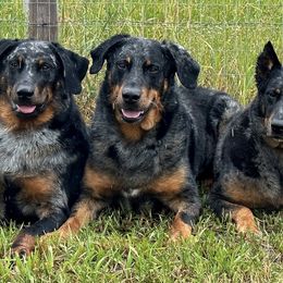 Beaucerons from RiverRim Beaucerons