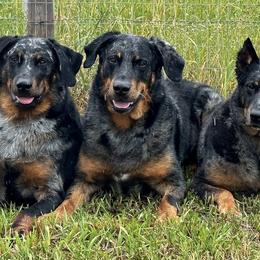 Beaucerons from RiverRim Beaucerons