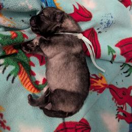 Aqua collar - Gray cream and black male Keeshond puppy in Tumwater, Washington from Merrythought Keeshonden