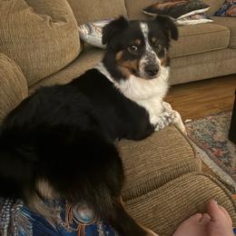Cooky - Miniature Australian Shepherd