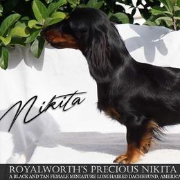 Nikita - Dachshund