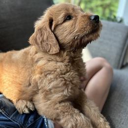 Goldendoodle Puppies from Doodifuldoods