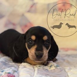 Boy 3 - Black and cream male Dachshund puppy in Town Creek, Alabama from Dirt Road Dachshunds