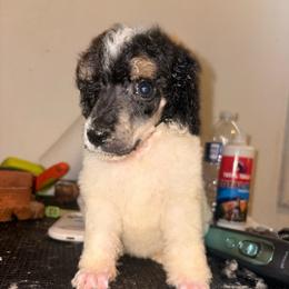Vela - Parti female Poodle puppy in Toledo, Ohio from Exquisite Dalmatians & Standard Poodles