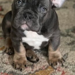 French Bulldogs from Rachel's Frenchies