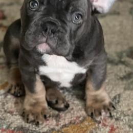 French Bulldogs from Rachel's Frenchies