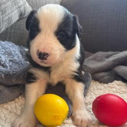 Freya - Black and white female Border Collie puppy in Mckinney, Texas from Border Collies of Ruidoso
