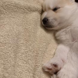 Pomsky Puppies from White Horse Pomsky's