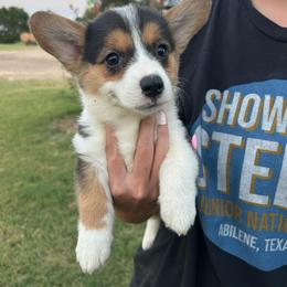 Girl 1 - Black and tan female Pembroke Welsh Corgi puppy in Honey Grove, Texas from JK Ranch Corgis