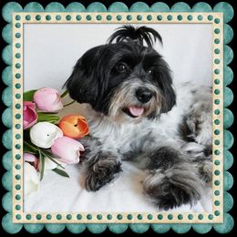 Trinity - Coton de Tulear