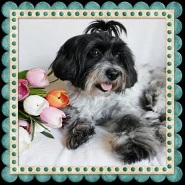 Trinity - Coton de Tulear