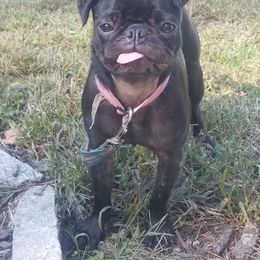Roza - Pug
