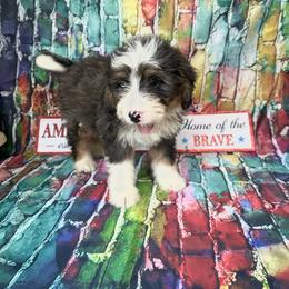 Baxter - Blue merle male Bernedoodle puppy in Moulton, Iowa from Shondel Puppy Paws
