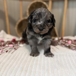 Henry - Merle male Goldendoodle puppy in Zeeland, Michigan from Dandelion Lane Doodles