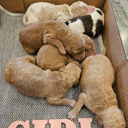 Girl 6 - Apricot female Poodle puppy in Detroit, Michigan from Pretty Spoiled Spoos llc
