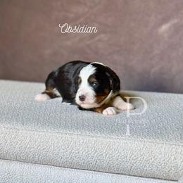 Obsidian - Tri-color male Bernedoodle puppy in Tulsa, Oklahoma from The Poodle Co. Raising Doodles & Poodles