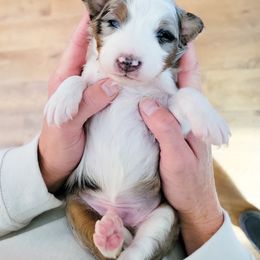 Aussiedoodle and Australian Shepherd Puppies from Western Doodles Utah