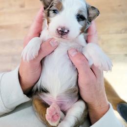 Aussiedoodle and Australian Shepherd Puppies from Western Doodles Utah
