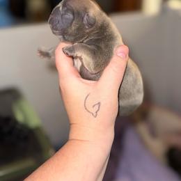 Green - Blue fawn male French Bulldog puppy in Plainview, Texas from The Kings Ransom French Bulldogs