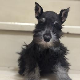Joshua - Black and silver male Miniature Schnauzer puppy in Wentworth, Missouri from Twisted R Farm
