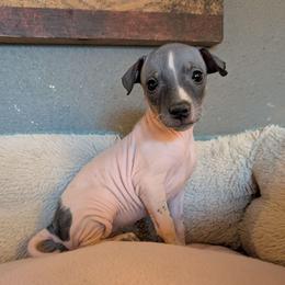 Agave - White and black female American Hairless Terrier puppy in Phoenix, Arizona from Bare Valley