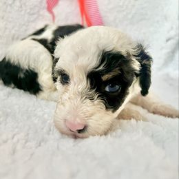 WAFFLES - Tri-color female Bernedoodle puppy in Houston, Texas from Pia’s Doodle Poodle Wag