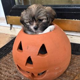 Flint - Grizzle male Lhasa Apso puppy in Albany, Georgia from Clark's Lhasas
