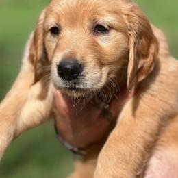 Golden Retriever Puppies from Morgan’s Heart of Gold Retrievers