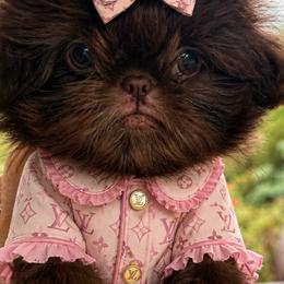 Coco - Liver female Shih Tzu puppy in Dallas, Texas from Heart and Soul Shih Tzu