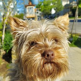 Ras - Yorkshire Terrier
