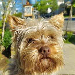 Ras - Yorkshire Terrier