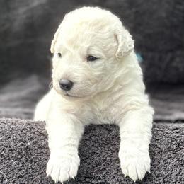 Girl 1 - female Kuvasz puppy in Wimauma, Florida from Whiterock