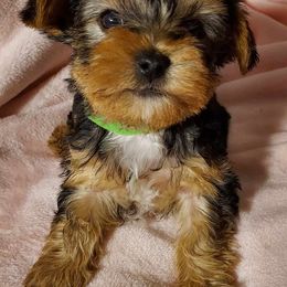 Yorkshire Terriers from Jennifer's Yorkshire Terriers