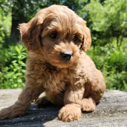 Aussiedoodle, Bernedoodle, and Goldendoodle Puppies from Doodle Paws Pups