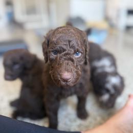 Miles - Chocolate male Goldendoodle puppy in Soddy Daisy, Tennessee from The W Doods