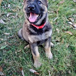 German Shepherd Puppies from Cintron K9