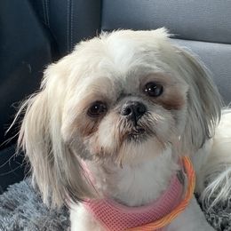 Pooh Poo-Zue - Shih Tzu