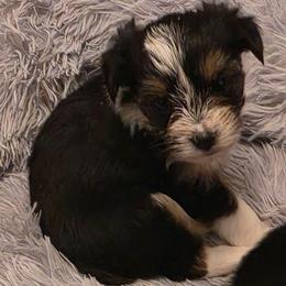 Blossom - Parti female Yorkshire Terrier puppy in Duncan, South Carolina from Sonshine Yorkies