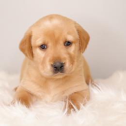 Labrador Retriever Puppies from AGL Retrievers