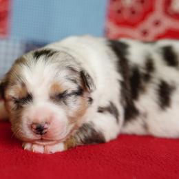 Wyatt - Blue merle male Miniature Australian Shepherd puppy in Chesapeake, Virginia from Beaver Dam Mini Aussies