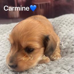 Carmine - Dapple male Dachshund puppy in Jena, Louisiana from Amy’s Mini Doxies