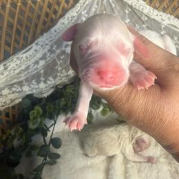 Female 2 - Cream female Cockapoo puppy in Mississippi from Ewing Acres