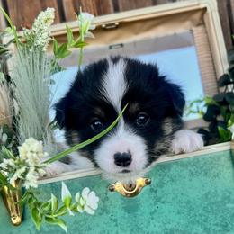 Sleepy - Black and white female American Corgi puppy in Tome, New Mexico from Blue Diamond Welsh corgis