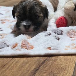 Girl1 - White female Havanese puppy in Batesville, Arkansas from Hillbilly Havanese