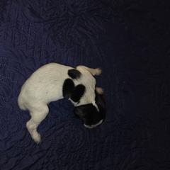 Boy 3 - Black roan male German Shorthaired Pointer puppy in Banning, California from ⭐🦆 So Cal on Point GSP'S🇺🇲🇩🇪 lg